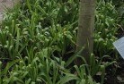Moormbool Westplant-nursery-23.jpg; ?>