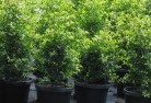 Moormbool Westplant-nursery-24.jpg; ?>